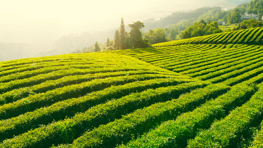 What’s Really Going On with Matcha Supply in Japan?